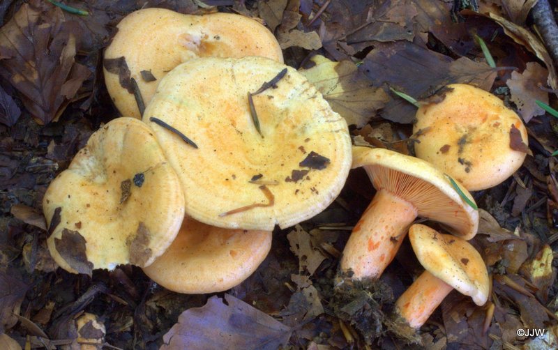 Lactarius salmonicolor